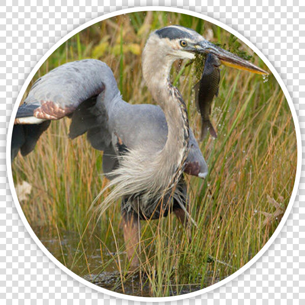 Great Blue Heron  HD Png DownloadTransparent PNG