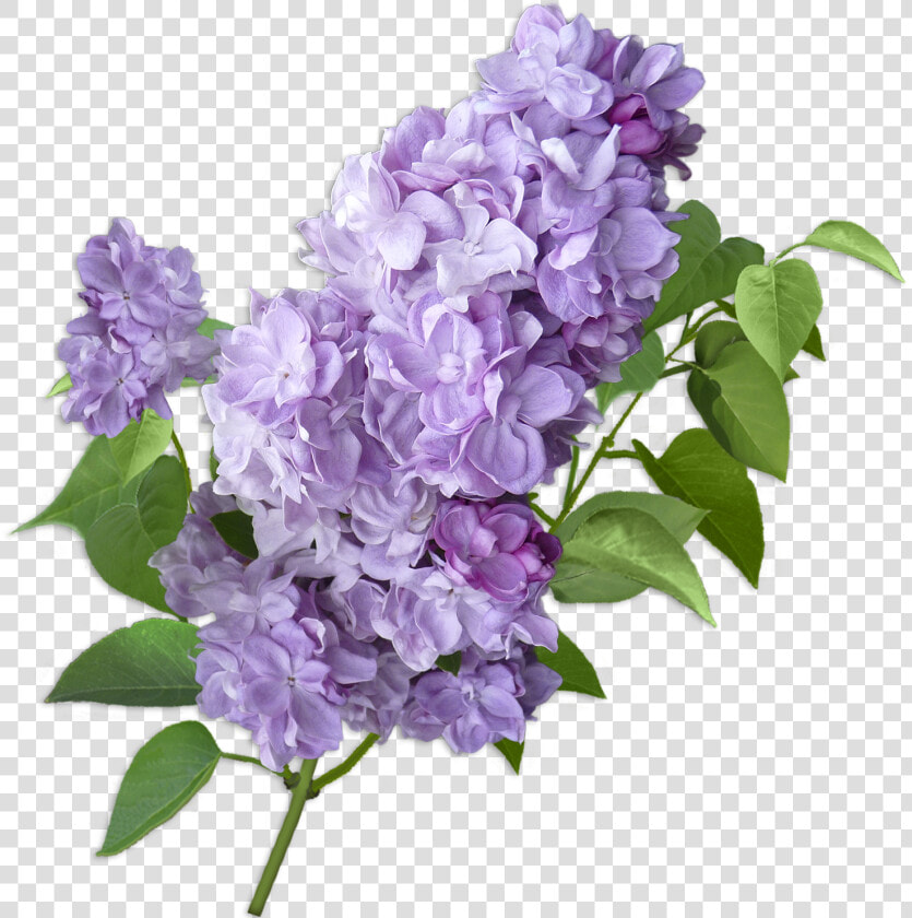 Lilac Cut Flowers Violet Hydrangea   Lilacs Flower Transparent Background  HD Png DownloadTransparent PNG