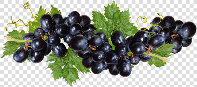 Grapes  Black  Fruit  Vine  Garden  Nature  Cut Out   Black Grape Png  Transparent PngTransparent PNG