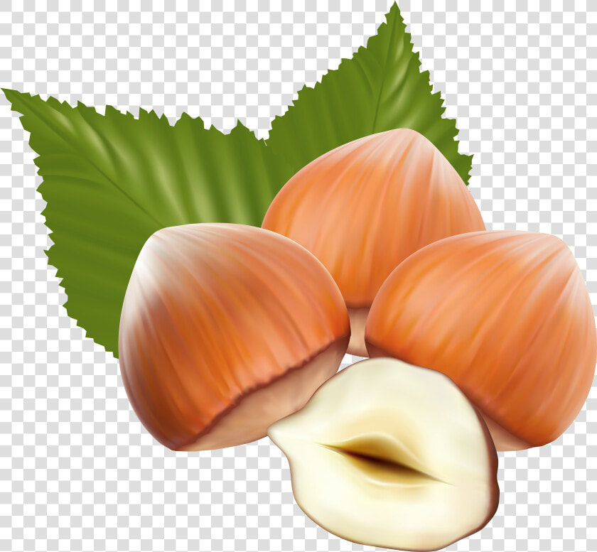 Nut Clipart Hazelnut  HD Png DownloadTransparent PNG