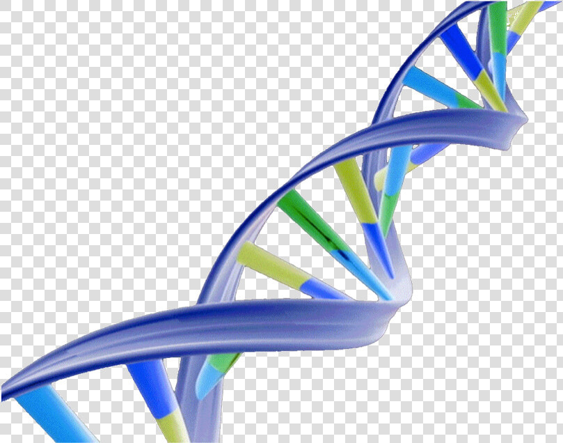 Dna Clipart Dna Structure   Double Helix Dna Png  Transparent PngTransparent PNG