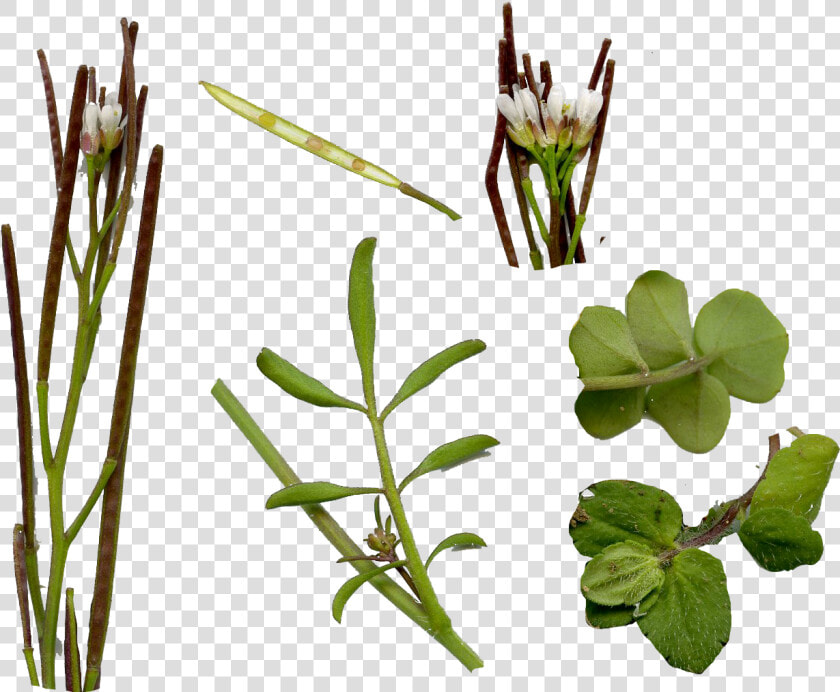 Real Weed Leaf Png  weed Leaf Png  Transparent Png   Cardamine Hirsuta Hairy Bittercress  Png DownloadTransparent PNG