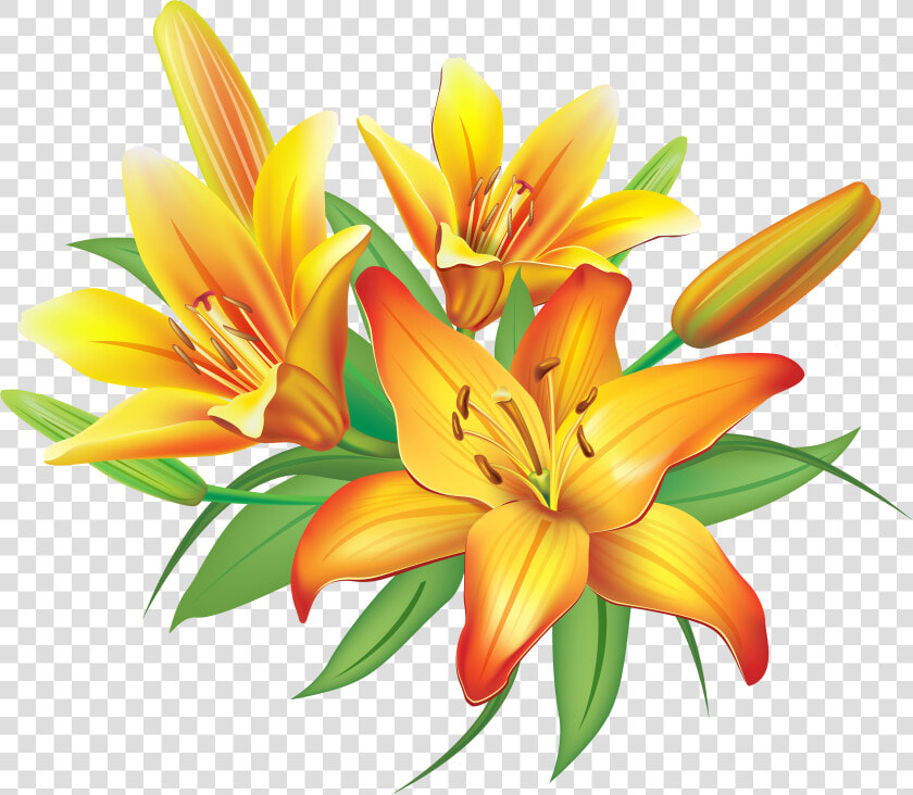 Lily Yellow Lilies Flowers Decoration Clipart Image   Lilies Clipart  HD Png DownloadTransparent PNG