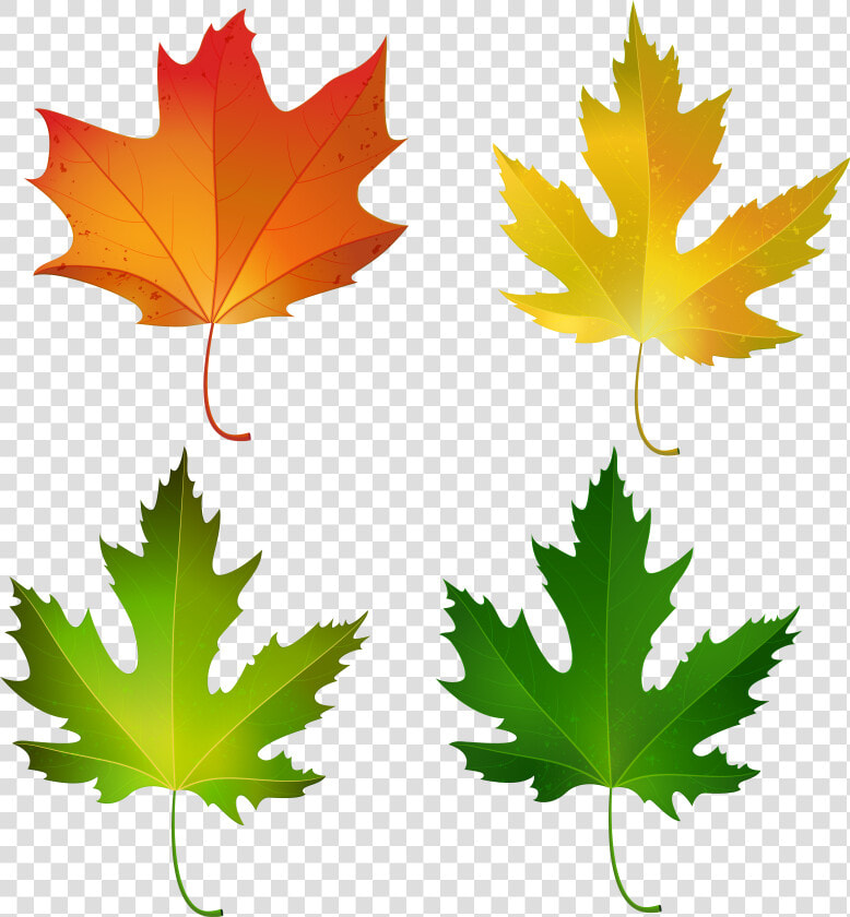 Fall Maple Leaves Set Png Decorative Clipart Image   Fall Maple Leaf Clipart  Transparent PngTransparent PNG