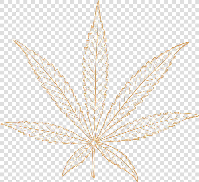 Illustraion Of An Sativa Strain Of Cannabis Plant   Illustration  HD Png DownloadTransparent PNG