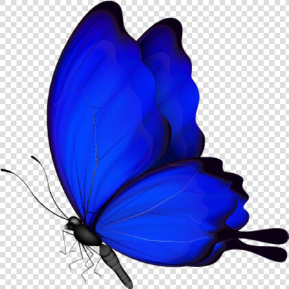 Blue Butterfly Png Download   Blue Butterfly Png Vector  Transparent PngTransparent PNG