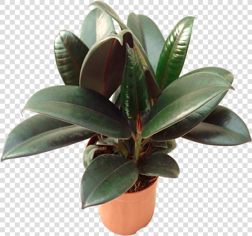 Houseplant  HD Png DownloadTransparent PNG