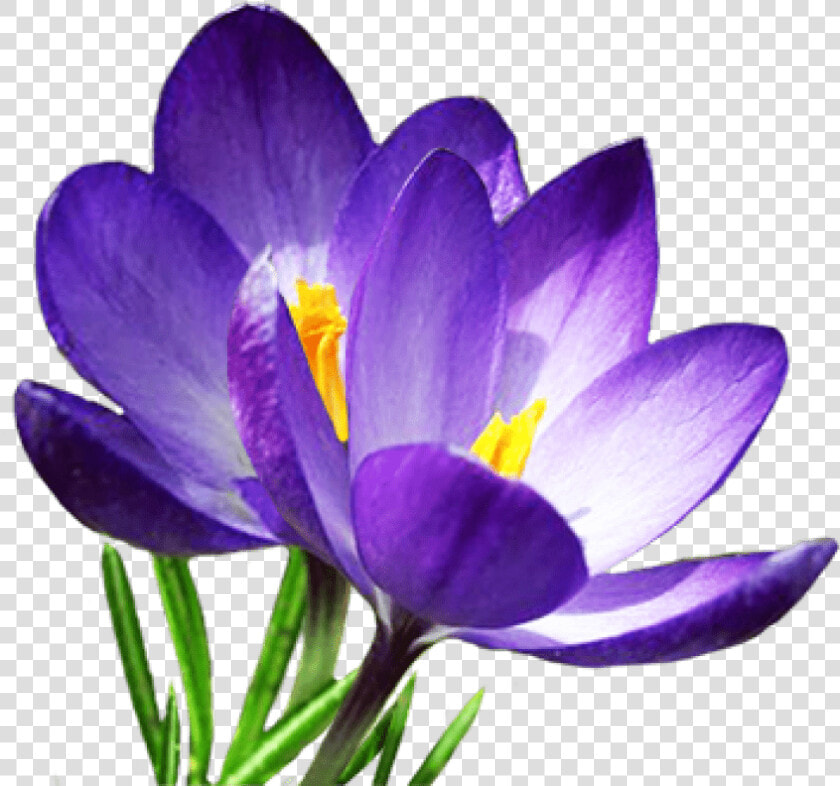 Crocus Png Transparent Images   Clipart Crocus  Png DownloadTransparent PNG