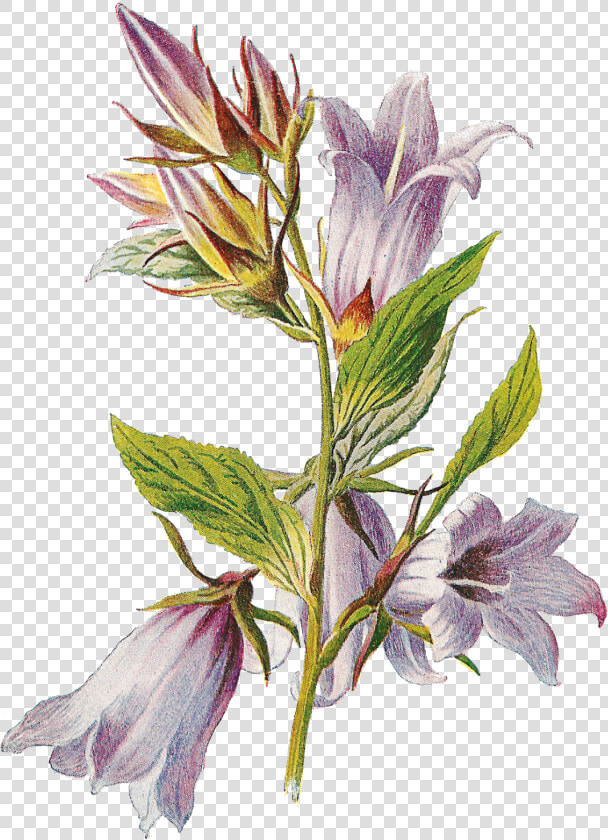 Transparent Free Wildflower Clipart   Botanical Png  Png DownloadTransparent PNG