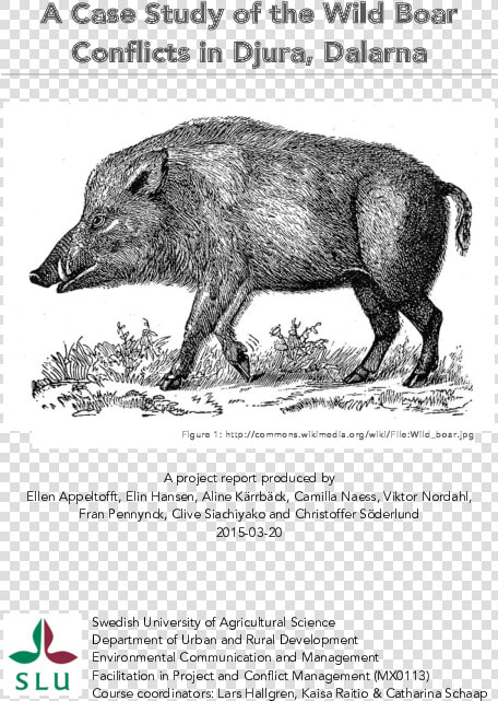 Sus Scrofa Linnaeus  HD Png DownloadTransparent PNG