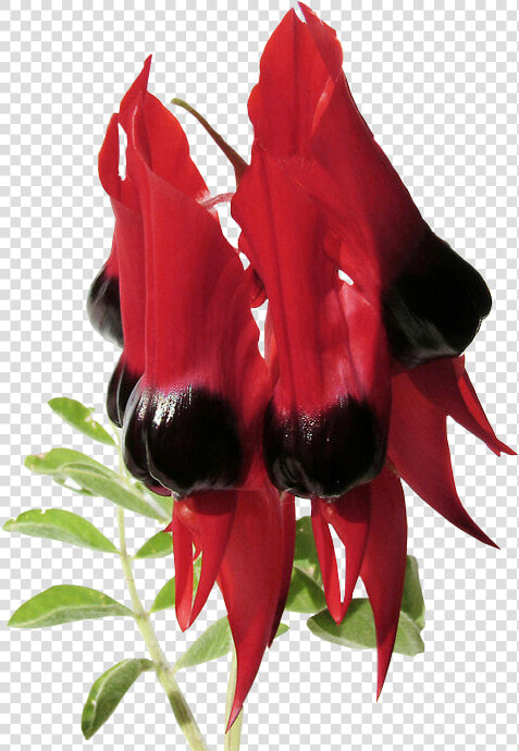 Sturt  39 s Desert Pea Png  Transparent PngTransparent PNG