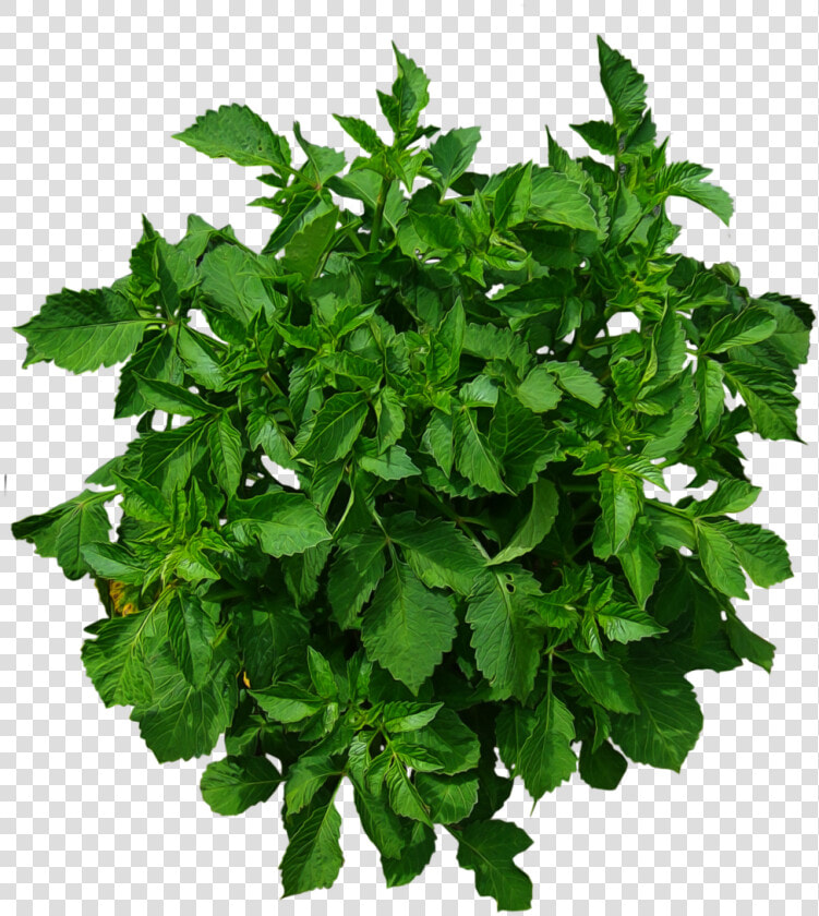 Plants Plan Top View Png   Shrub Plan View Png  Transparent PngTransparent PNG