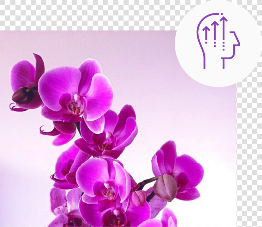 Phalaenopsis Sanderiana  HD Png DownloadTransparent PNG