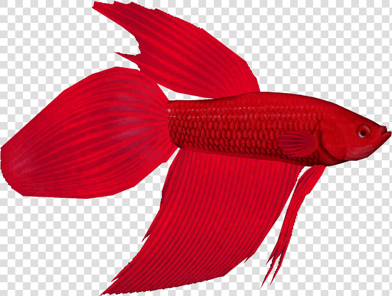 Bettathom   Bony fish  HD Png DownloadTransparent PNG