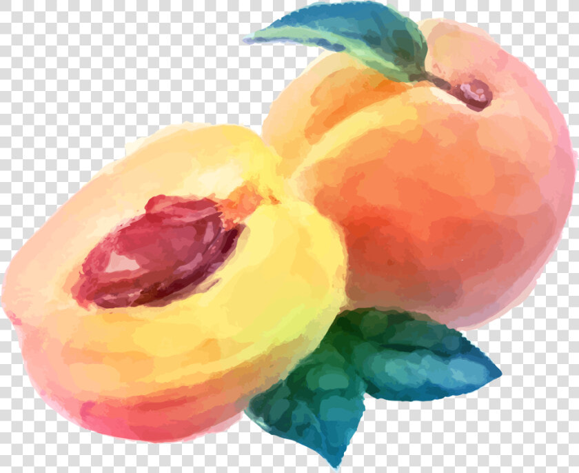 Watercolor Painting Peach Fruit Drawing   Peach Fruit Watercolor Png  Transparent PngTransparent PNG