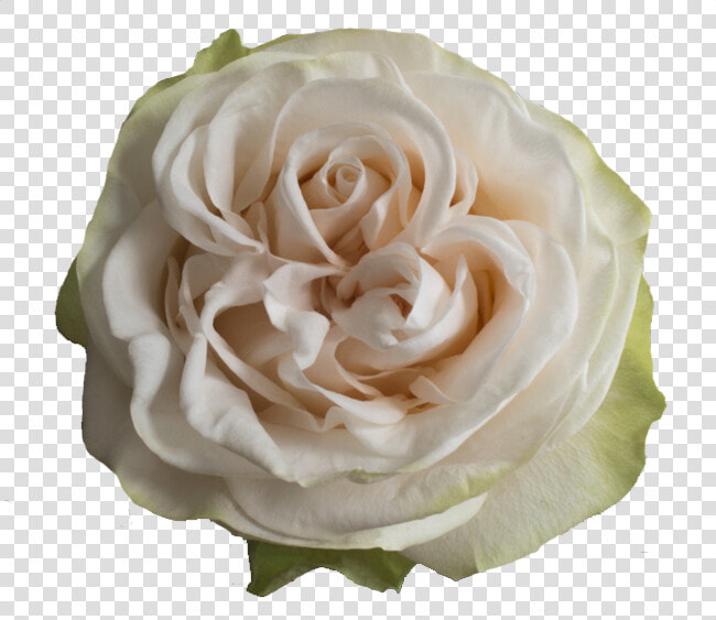 Floribunda  HD Png DownloadTransparent PNG