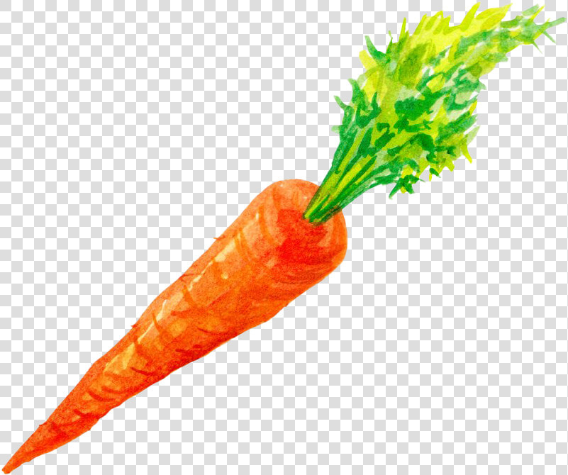 Vector Carrot Png High quality Image   Carrot Png  Transparent PngTransparent PNG