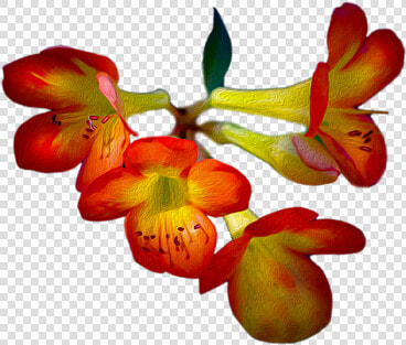 Cattleya  HD Png DownloadTransparent PNG