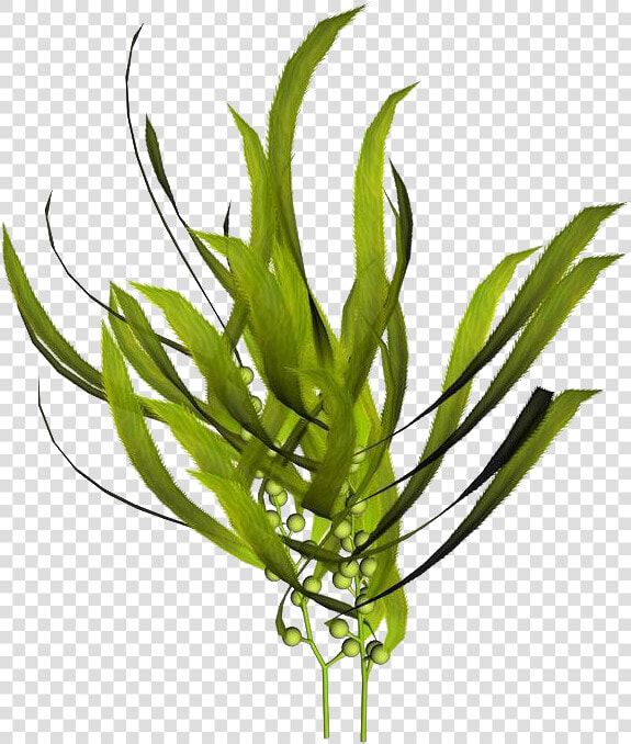 Macrocystis Pyrifera Kelp Seaweed Mineral   Kelp Extract  HD Png DownloadTransparent PNG