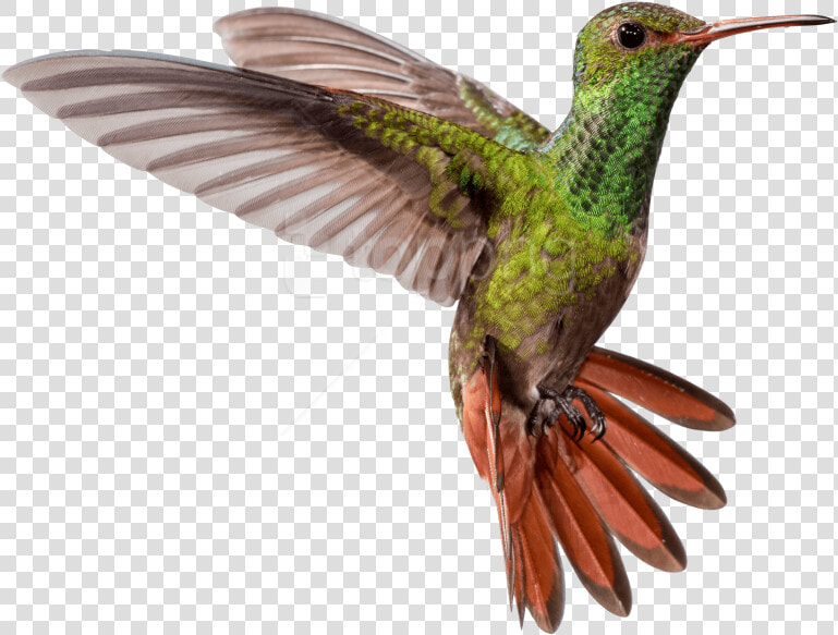 Ruby Throated Hummingbird   Hummingbird Png  Transparent PngTransparent PNG