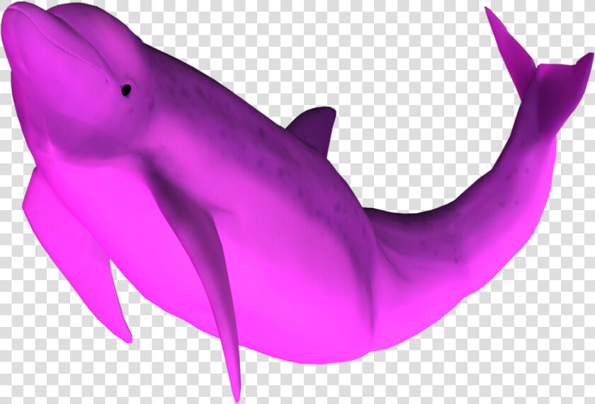 3d Dolphin Png   Pink Dolphin Png  Transparent PngTransparent PNG