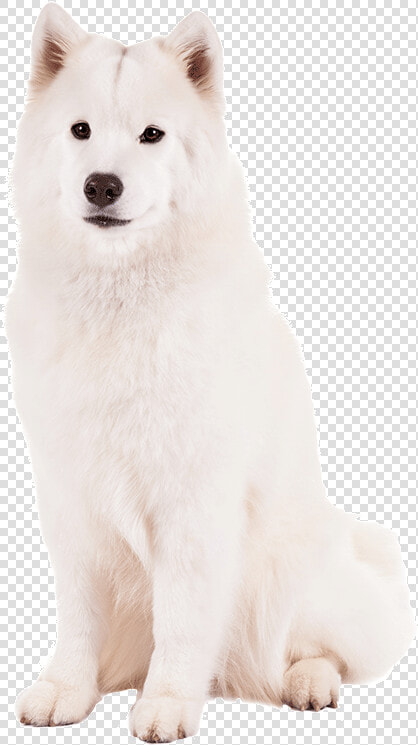 Canadian Eskimo Dog   Greenland Dog  HD Png DownloadTransparent PNG