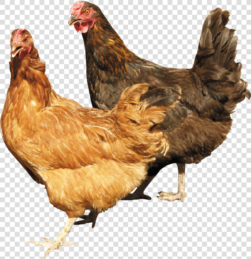 Chickens Png  Transparent PngTransparent PNG