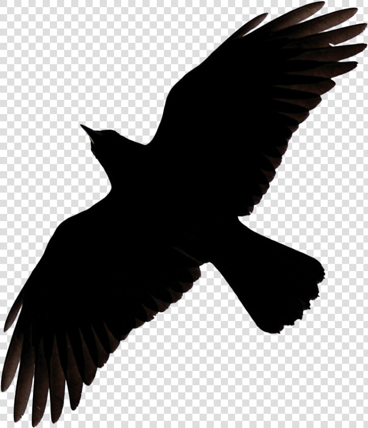 Raven Png   Flying Raven Clipart  Transparent PngTransparent PNG