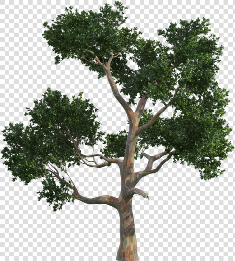 Trees Tree Vecteur Gratis Png Image High Quality Clipart  Transparent PngTransparent PNG