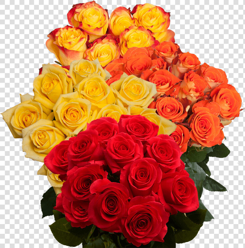 Floribunda  HD Png DownloadTransparent PNG