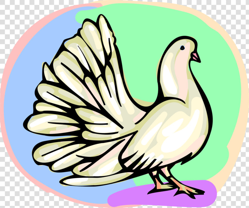 Vector Illustration Of White Dove Bird With Tail Feathers  HD Png DownloadTransparent PNG