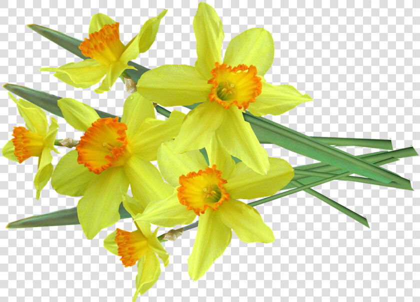 Daffodil  Bunch  Cut  Out   Narcissus  HD Png DownloadTransparent PNG