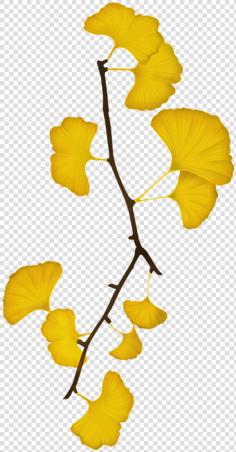 Ginkgo  Bank Leaves  Bank  The Leaves   Yellow Ginkgo Ginkgo Leaves Png  Transparent PngTransparent PNG