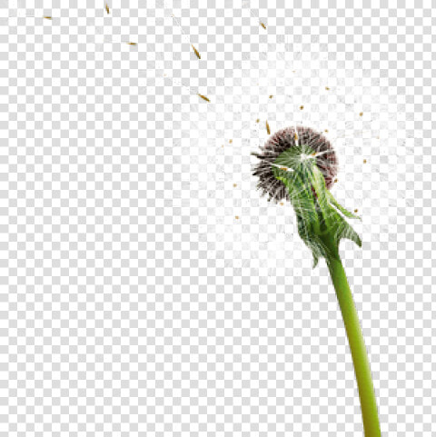 Dandelion Clipart Transparent Background   Dandelion  HD Png DownloadTransparent PNG