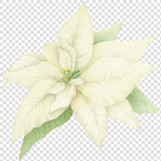 Watercolor White Poinsettia Png  Transparent PngTransparent PNG