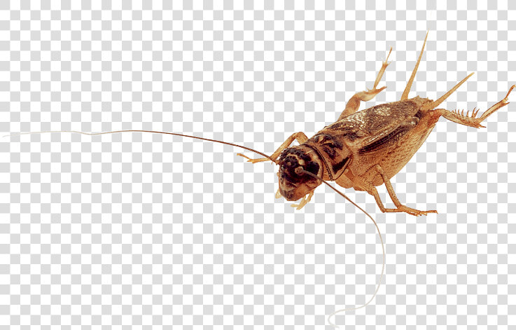 Net winged Insects   Macro Photography  HD Png DownloadTransparent PNG