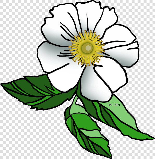 United States Clip Art By Phillip Martin  Georgia State   Cherokee Rose Clip Art  HD Png DownloadTransparent PNG