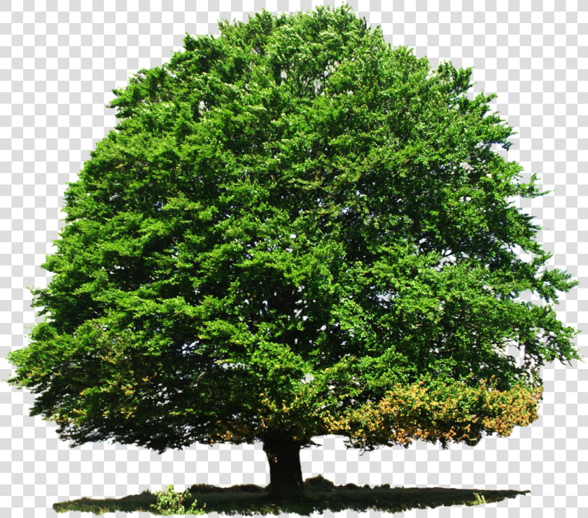 Nature Png Photo   Deciduous Tree In Summer  Transparent PngTransparent PNG