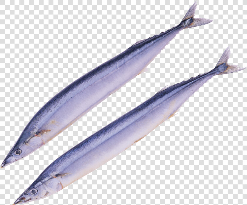 Bass Fish Png   Pacific Saury Png  Transparent PngTransparent PNG