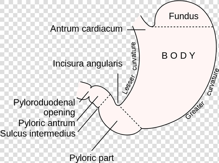 This Diagram Of The Stomach Shows The Cardiac Region    Stomach Figure  HD Png DownloadTransparent PNG