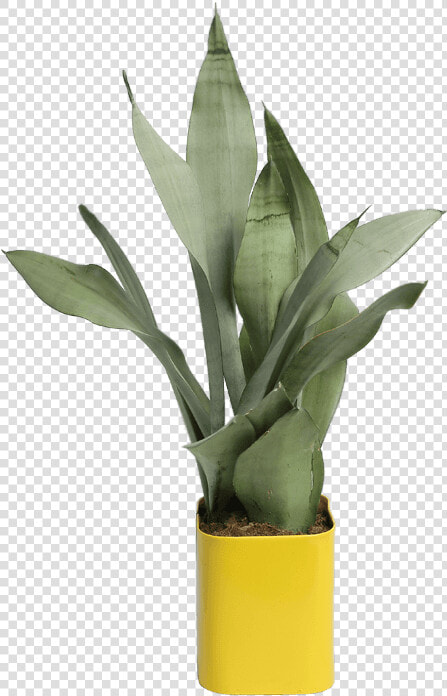 Agave  HD Png DownloadTransparent PNG