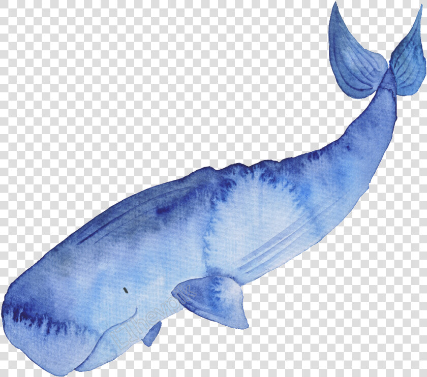 Blue Hand Painted Watercolor   Transparent Watercolor Whale Png  Png DownloadTransparent PNG