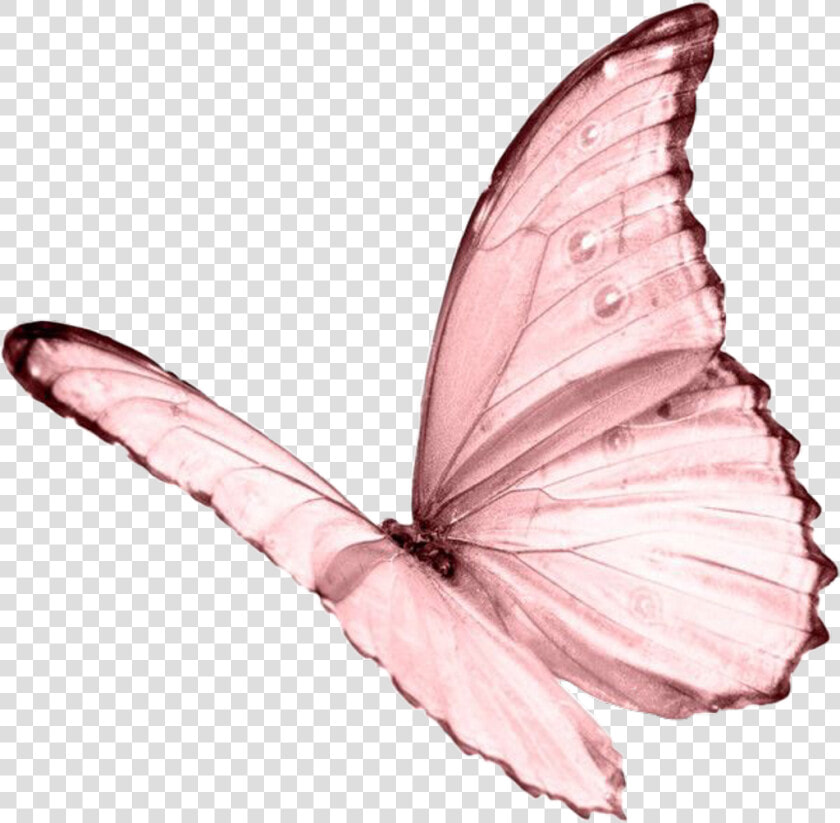  ceiaxostickers  transparent  overlay  sticker  tumblr   Pink Butterfly Transparent Background  HD Png DownloadTransparent PNG