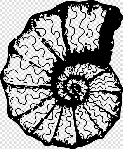 Vector Monochrome Image Of A Sea Shell   Sea Shell Clip Art  HD Png DownloadTransparent PNG