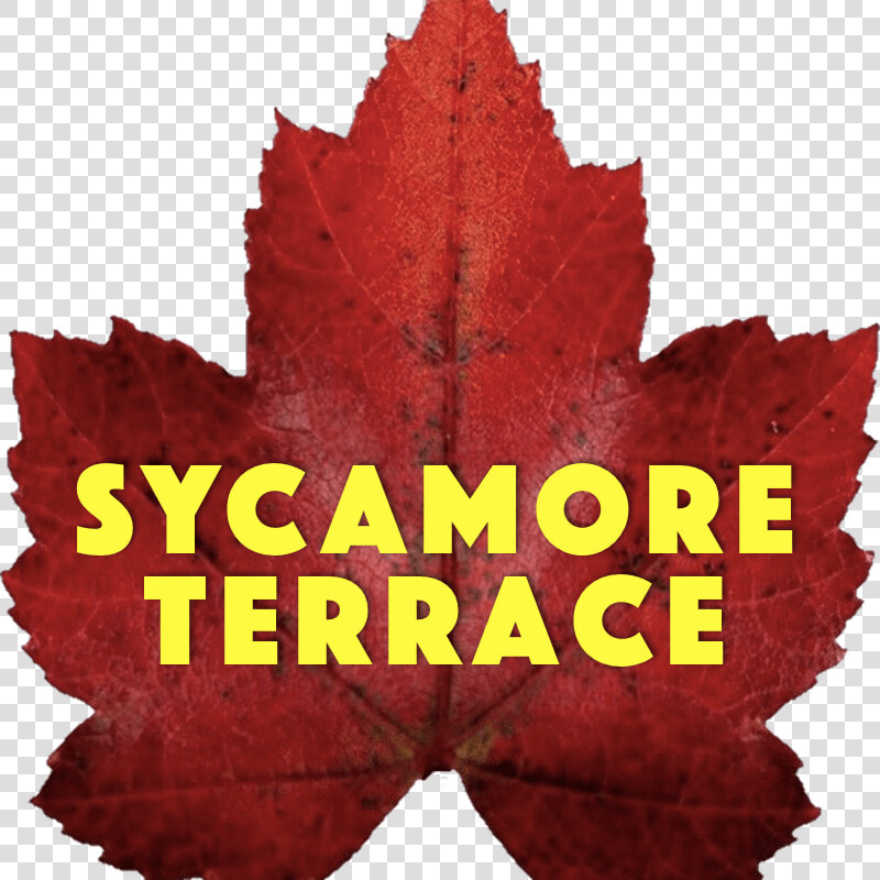 Sycamore Terrace   Theatre Royal  HD Png DownloadTransparent PNG