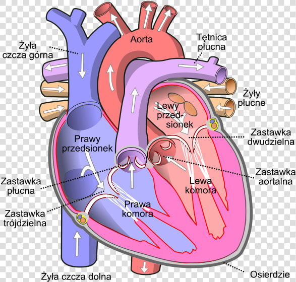 Diagram Of The Human Heart Pl   Human Heart Diagram  HD Png DownloadTransparent PNG