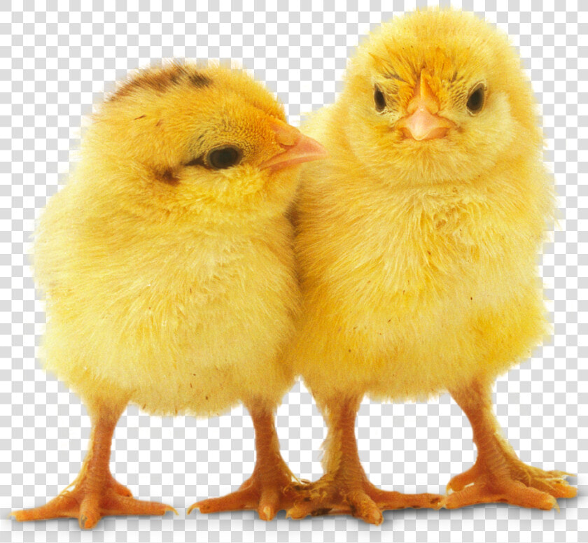 Chicken Facts For Kids All About Chickens Find Out   Baby Chicks Transparent Background  HD Png DownloadTransparent PNG