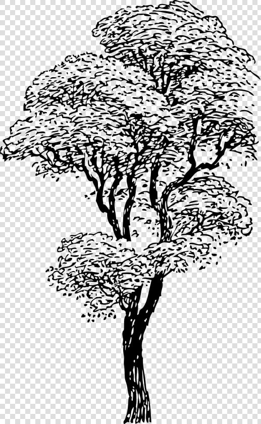 Tree Sketch Clipart Jpg Library Clipart   Tall Tree Clipart Black And White  HD Png DownloadTransparent PNG