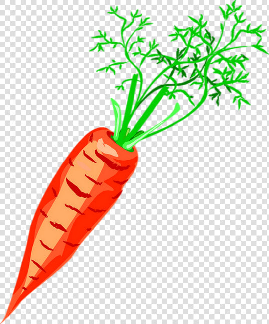 Carrot Drawing Png   Морковь Клипарт  Transparent PngTransparent PNG