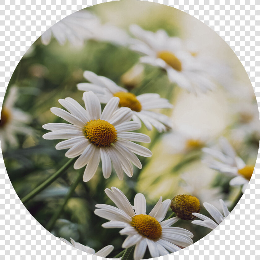 Transparent Chamomile Png   Chamomile  Png DownloadTransparent PNG